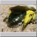 Andrena vaga - Weiden-Sandbiene -16- 03 ohne Stylops.jpg